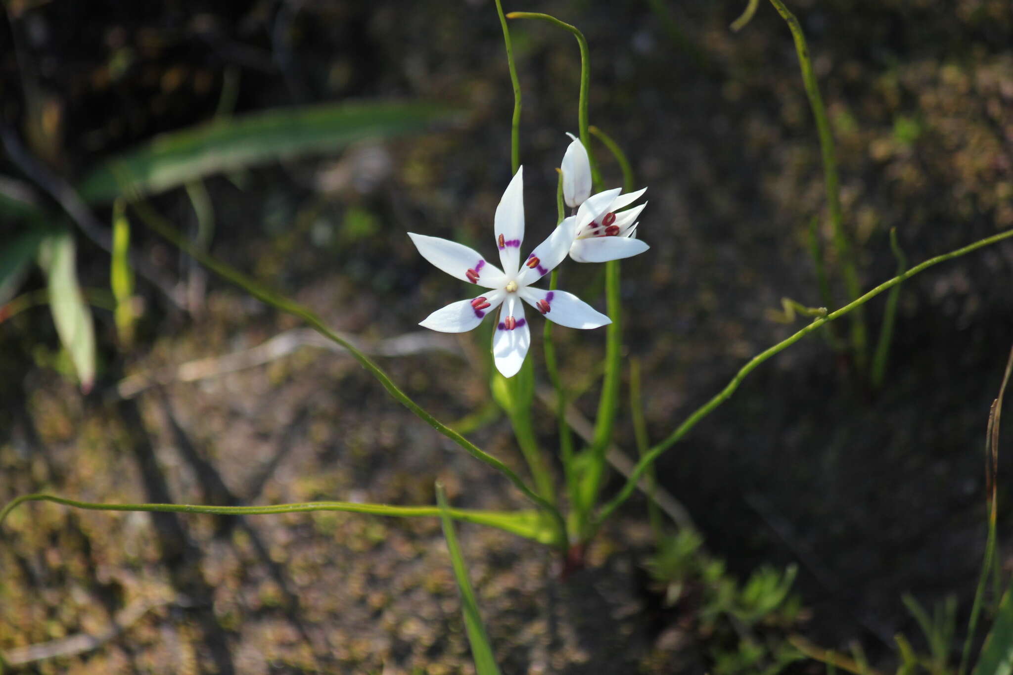 Image of Common Early Nancy