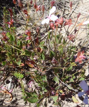 Image of Pelargonium ovale (Burm. fil.) L'Her.