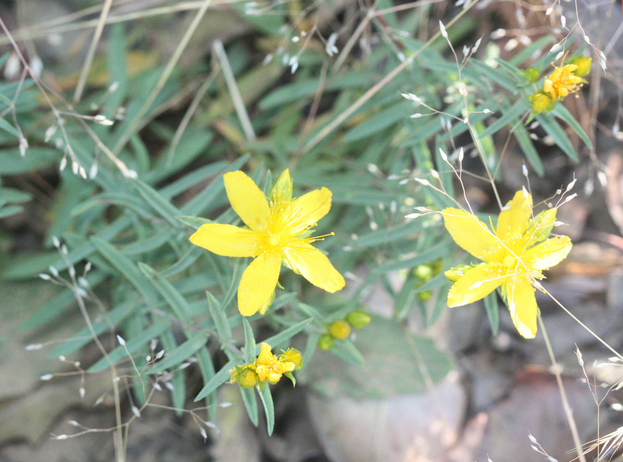 Image de Hypericum concinnum Benth.