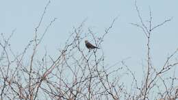 Image of American Kestrel