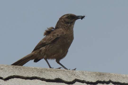 Image of Long-tailed Mockingbird