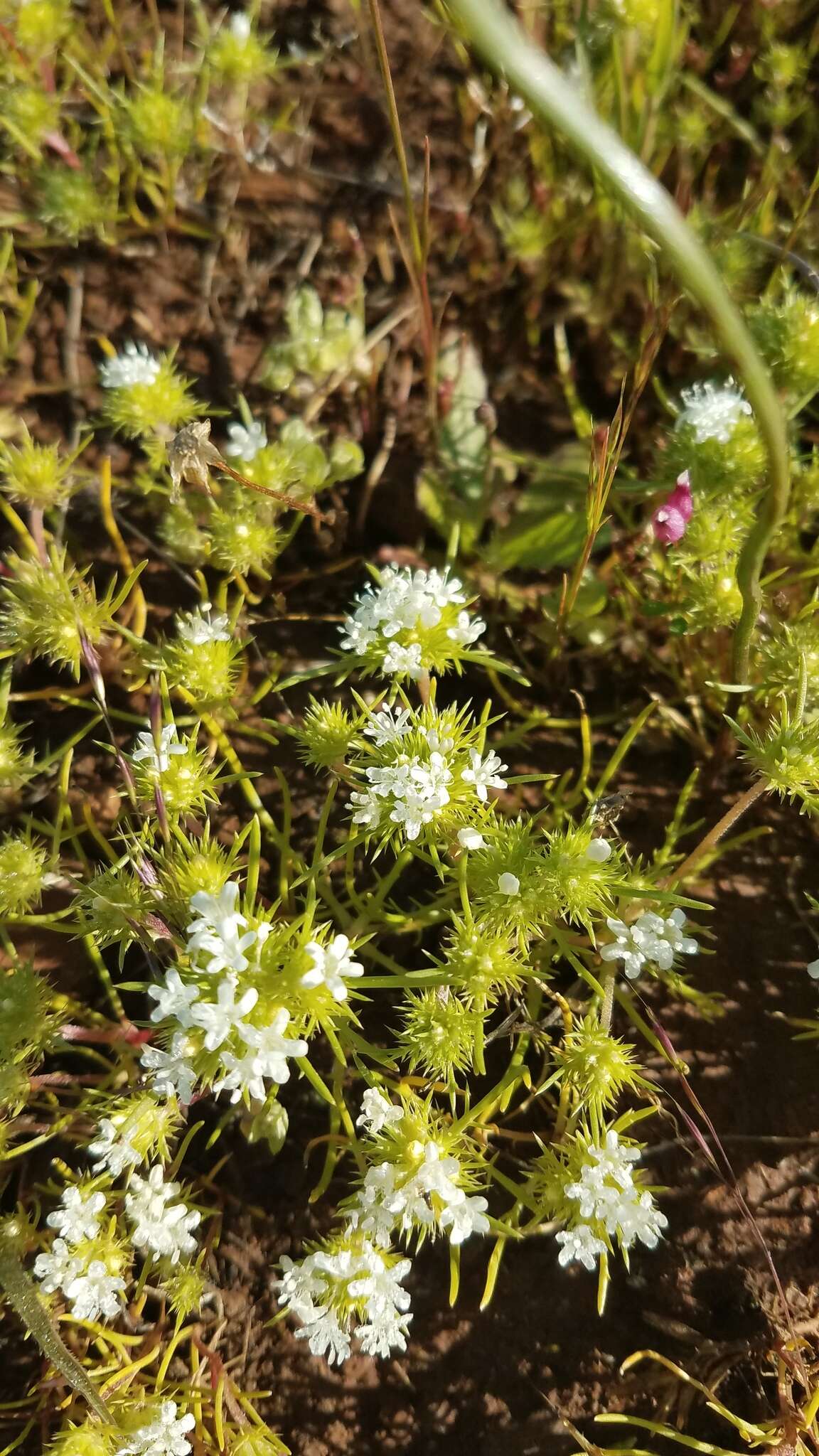 Image of whitehead navarretia