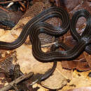 Image of Slevin's Tropical Ground Snake