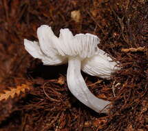 Image of Humidicutis mavis (G. Stev.) A. M. Young 2005