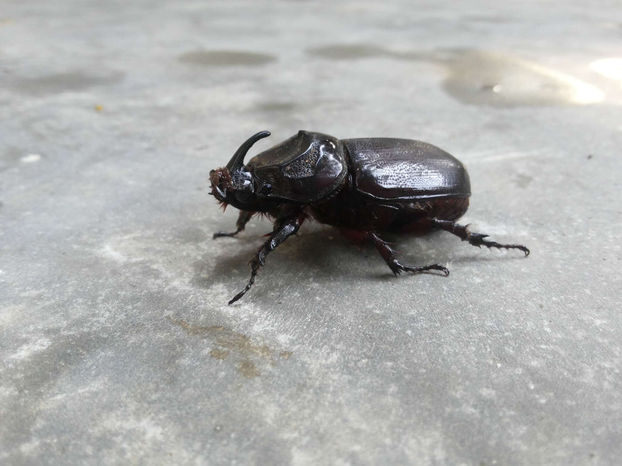 Image of Asian rhinoceros beetle