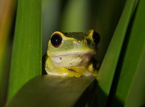 Image of Dainty Green Tree Frog