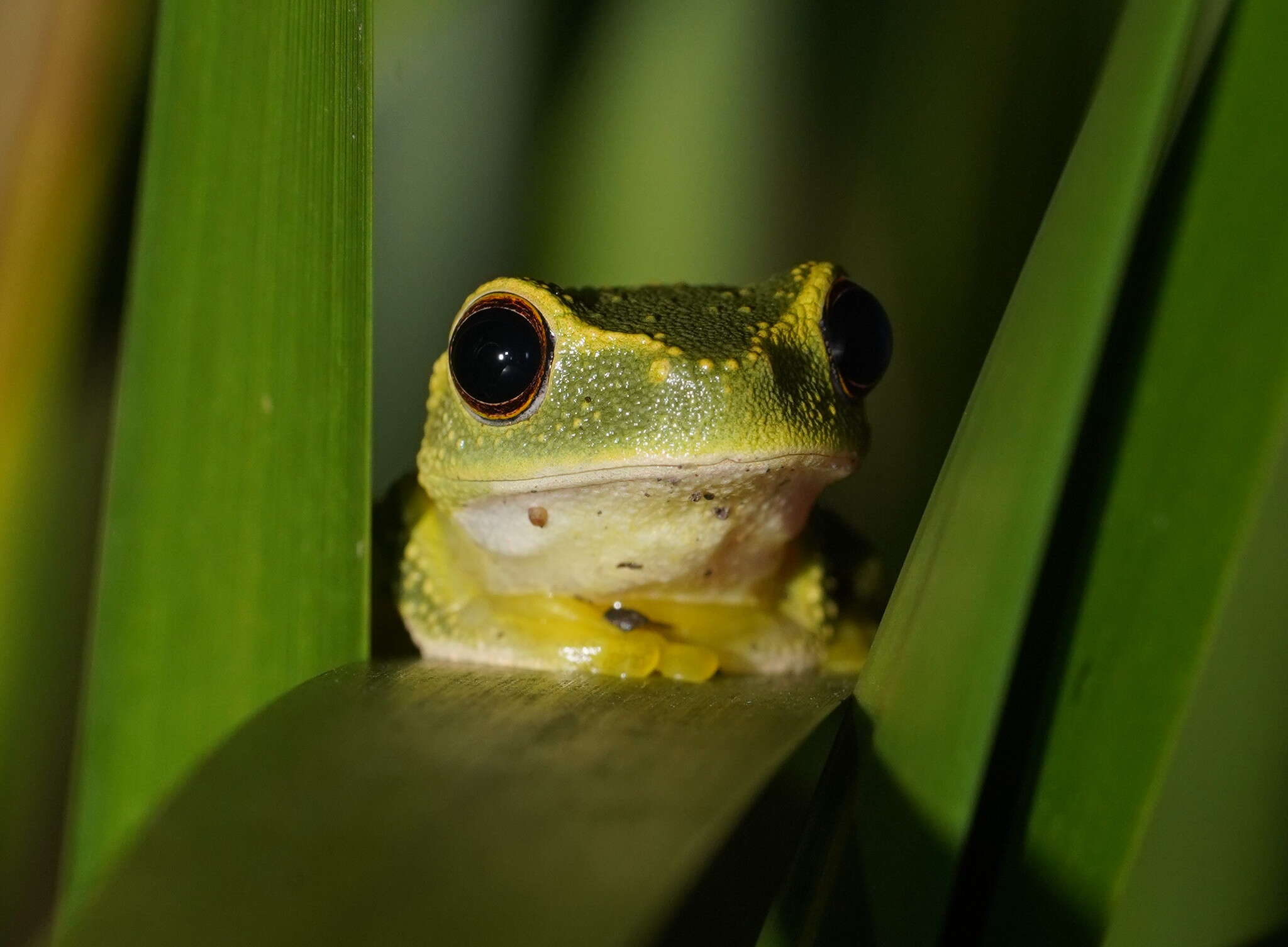 Ranoidea gracilenta (Peters 1869) resmi