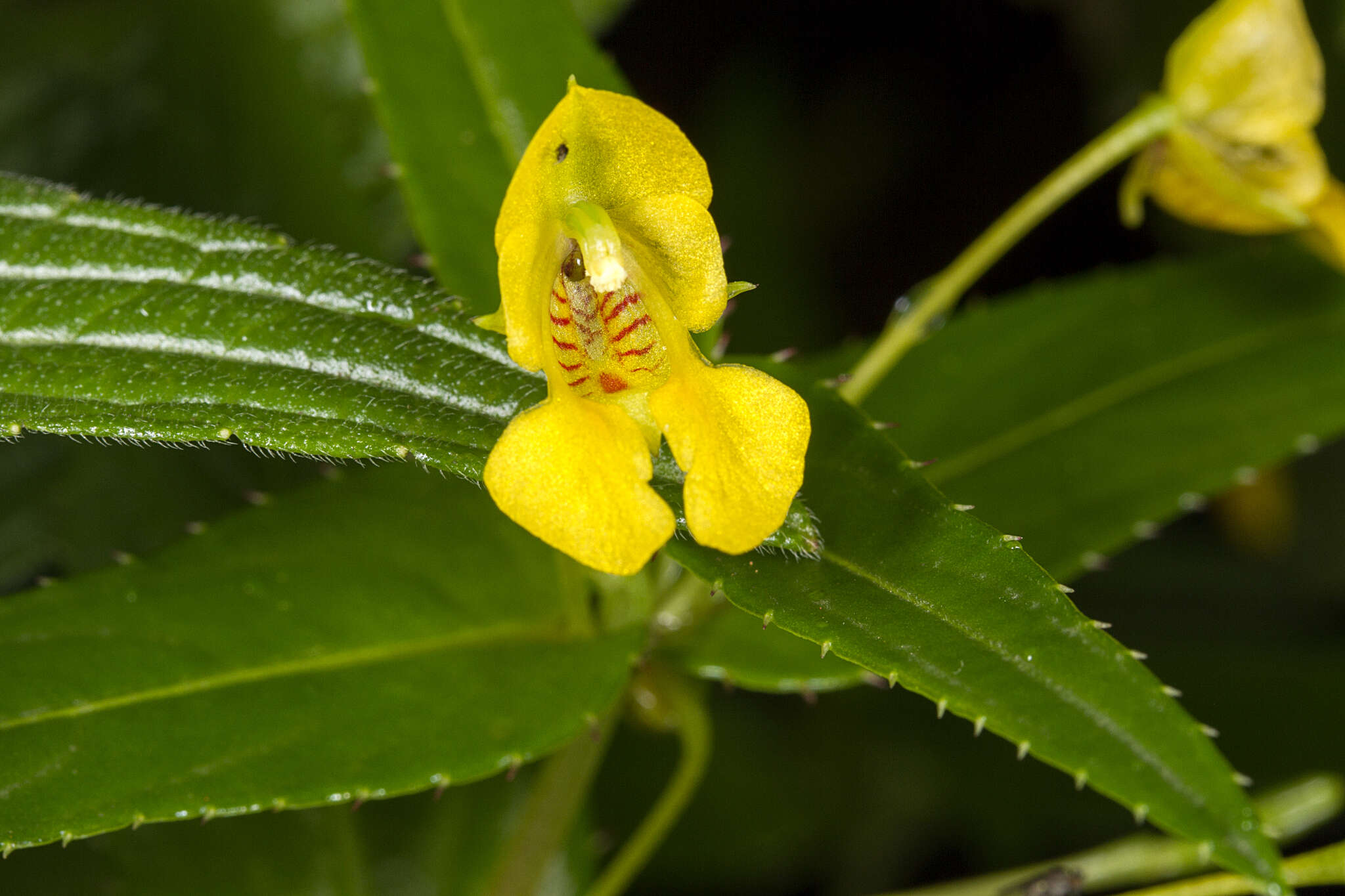 Image of Impatiens dalzellii Hook. fil. & Thoms.