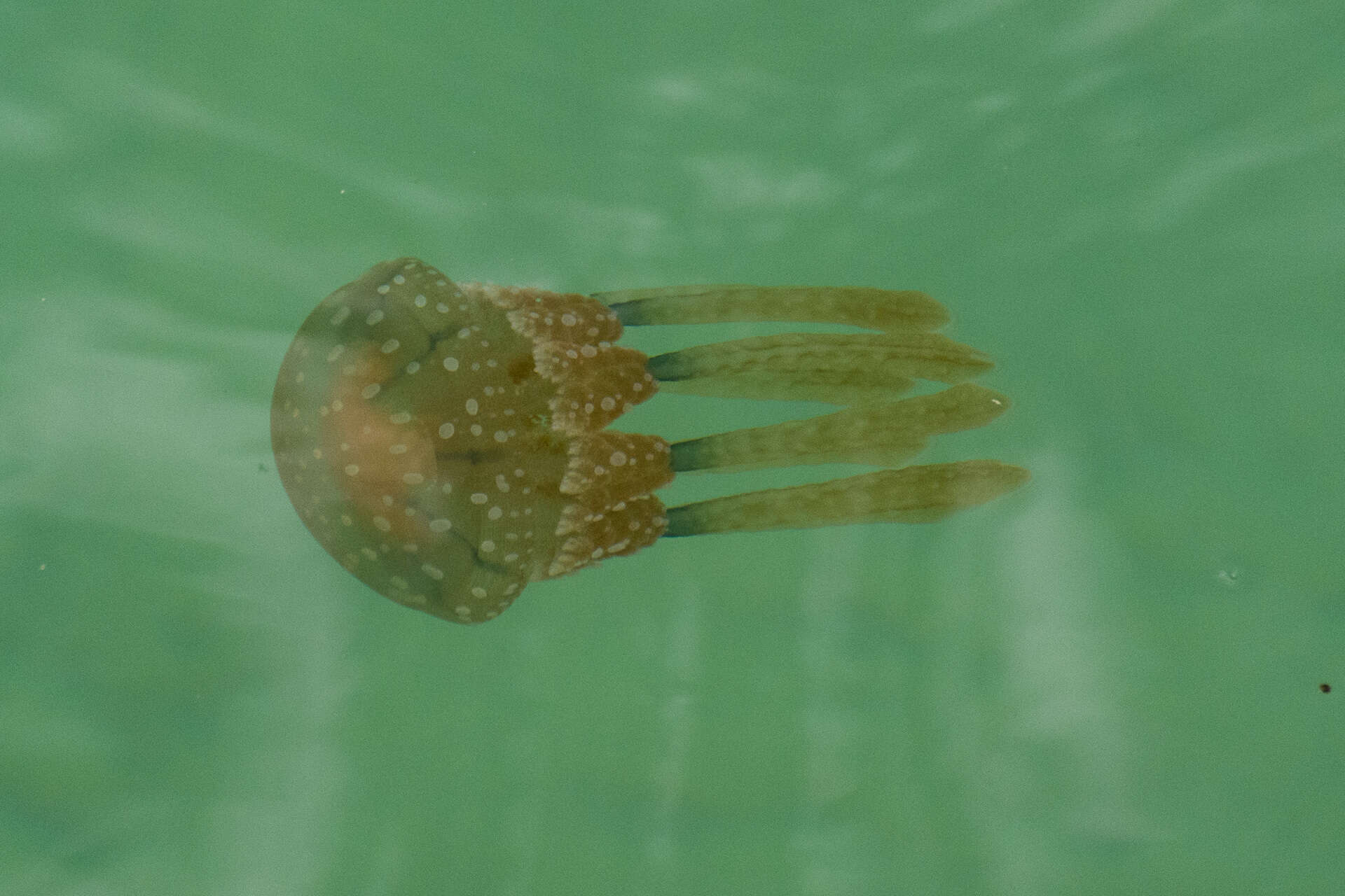 Image of jellyfish