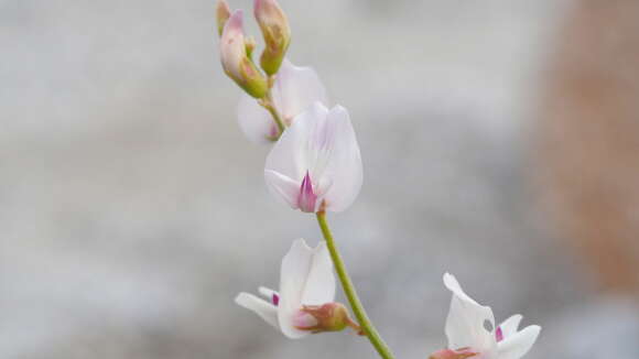 Image de Astragalus pachypus Greene