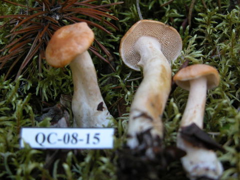 Image of Hydnum