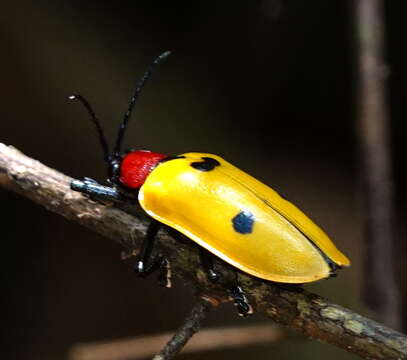 Image of Alurnus batesii Baly 1864