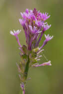 Image de Polygala incarnata L.