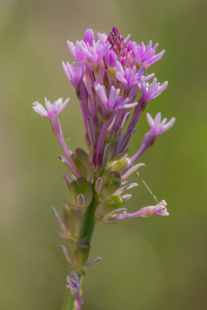 Image de Polygala incarnata L.