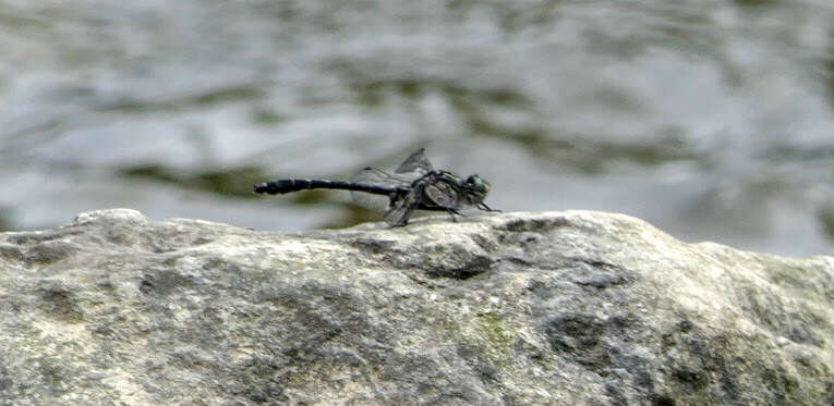 Image of Hylogomphus viridifrons (Hine 1901)