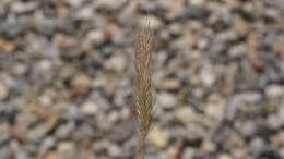 Image of Hordeum marinum subsp. gussoneanum (Parl.) Thell.