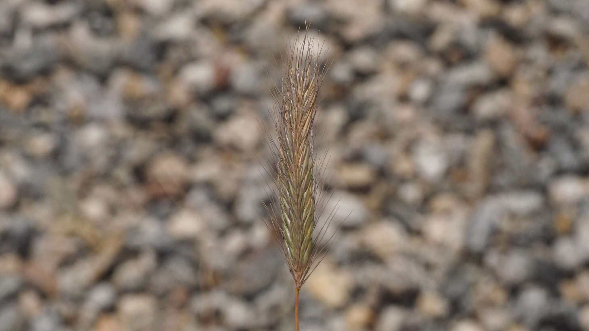 Image of Hordeum marinum subsp. gussoneanum (Parl.) Thell.