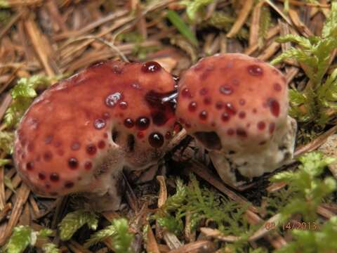 Image of Hydnellum peckii Banker 1912