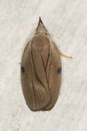 Image of Stenoma exarata Zeller 1854