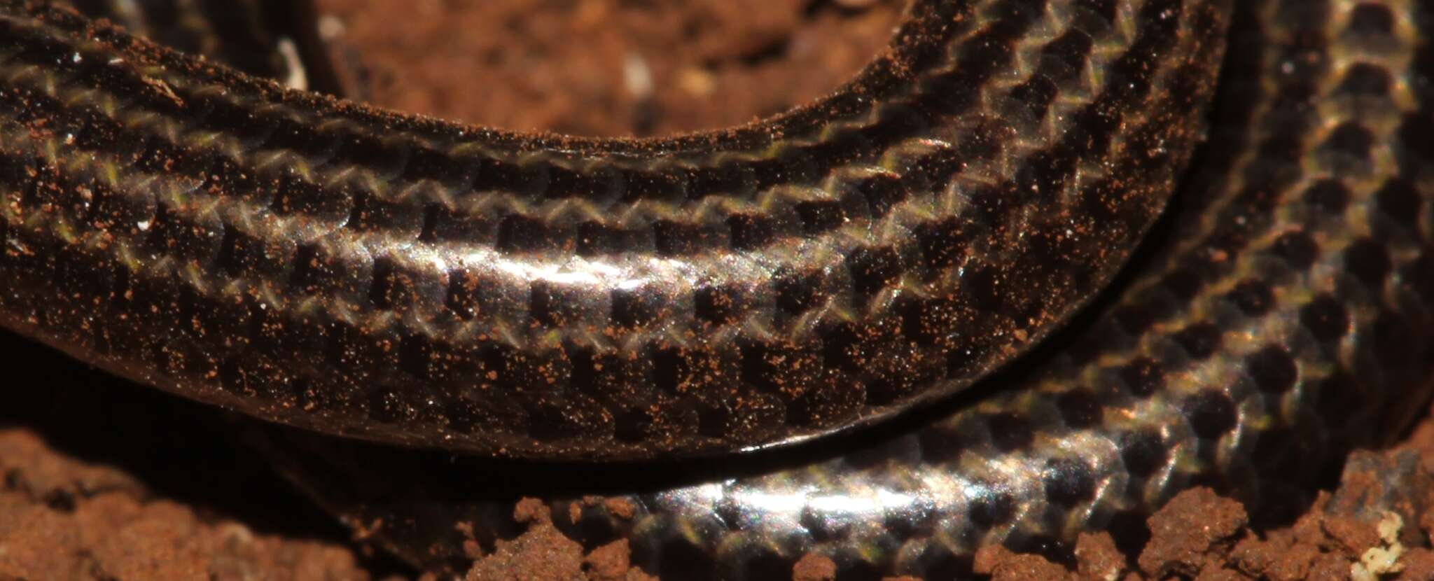 Image of Black Blind Snake