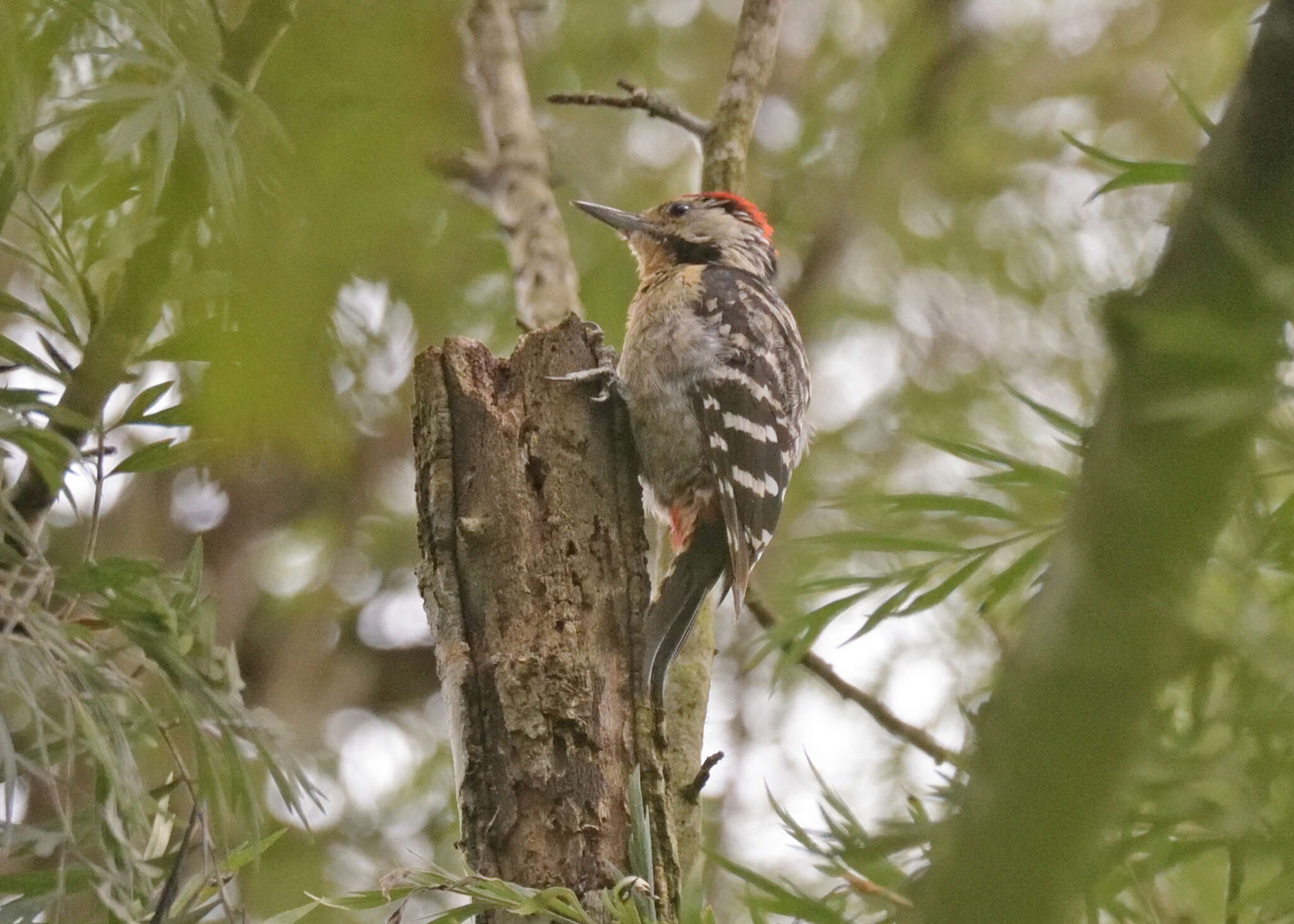 Image of Fulvous-breasted Woodpecker