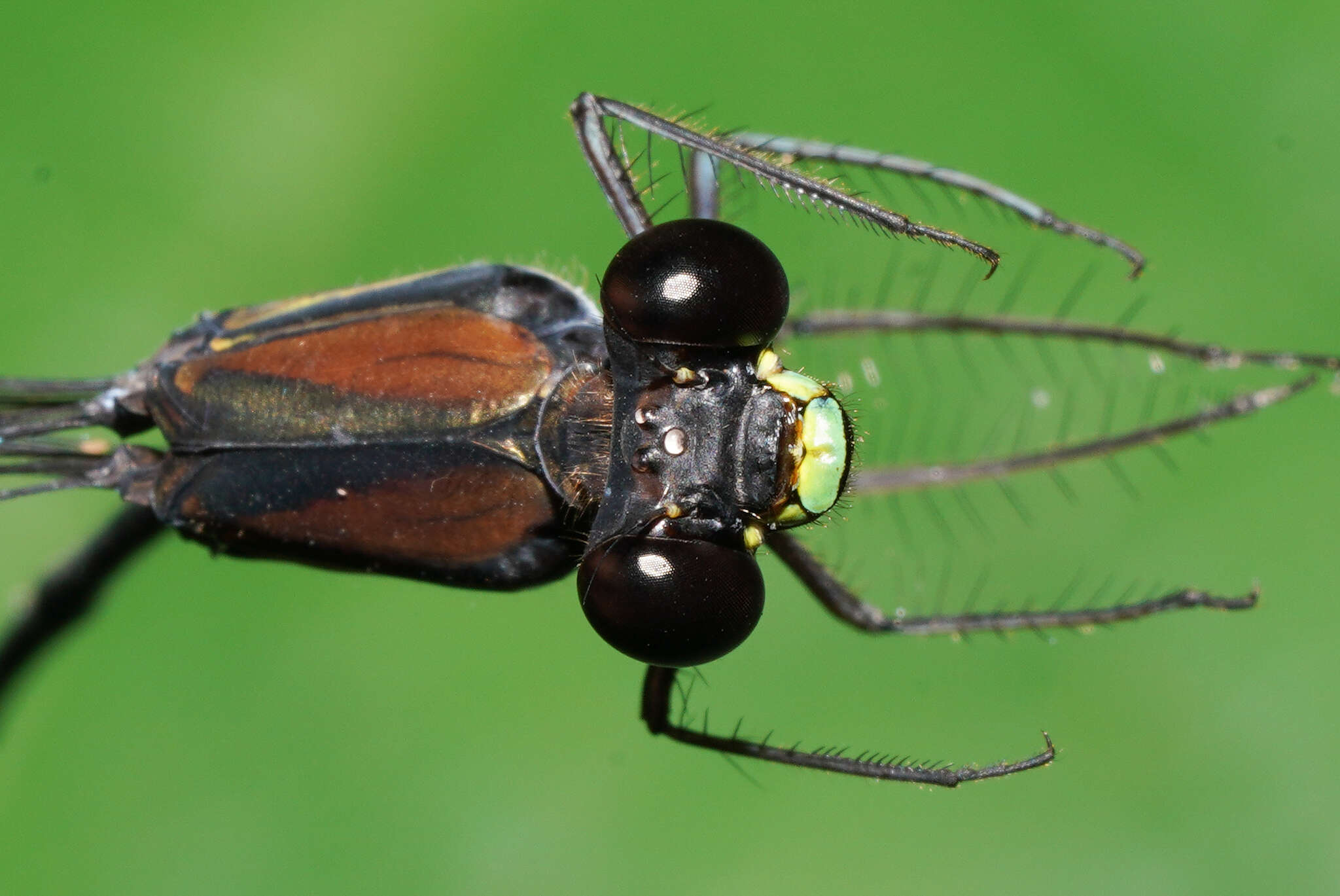 Image of Philogenia augusti Calvert 1924