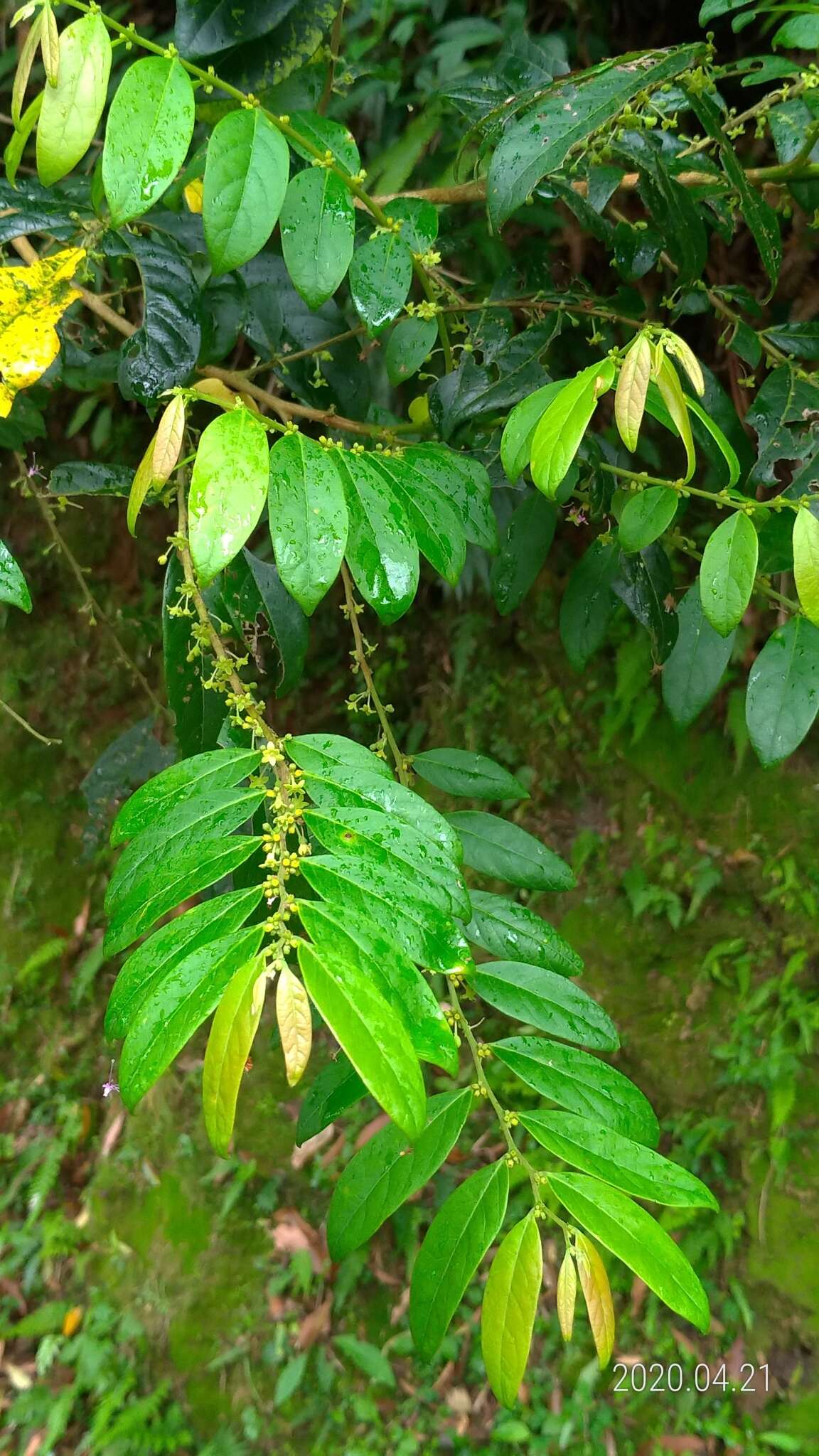 Слика од Phyllanthus meghalayensis Chakrab. & N. P. Balakr.