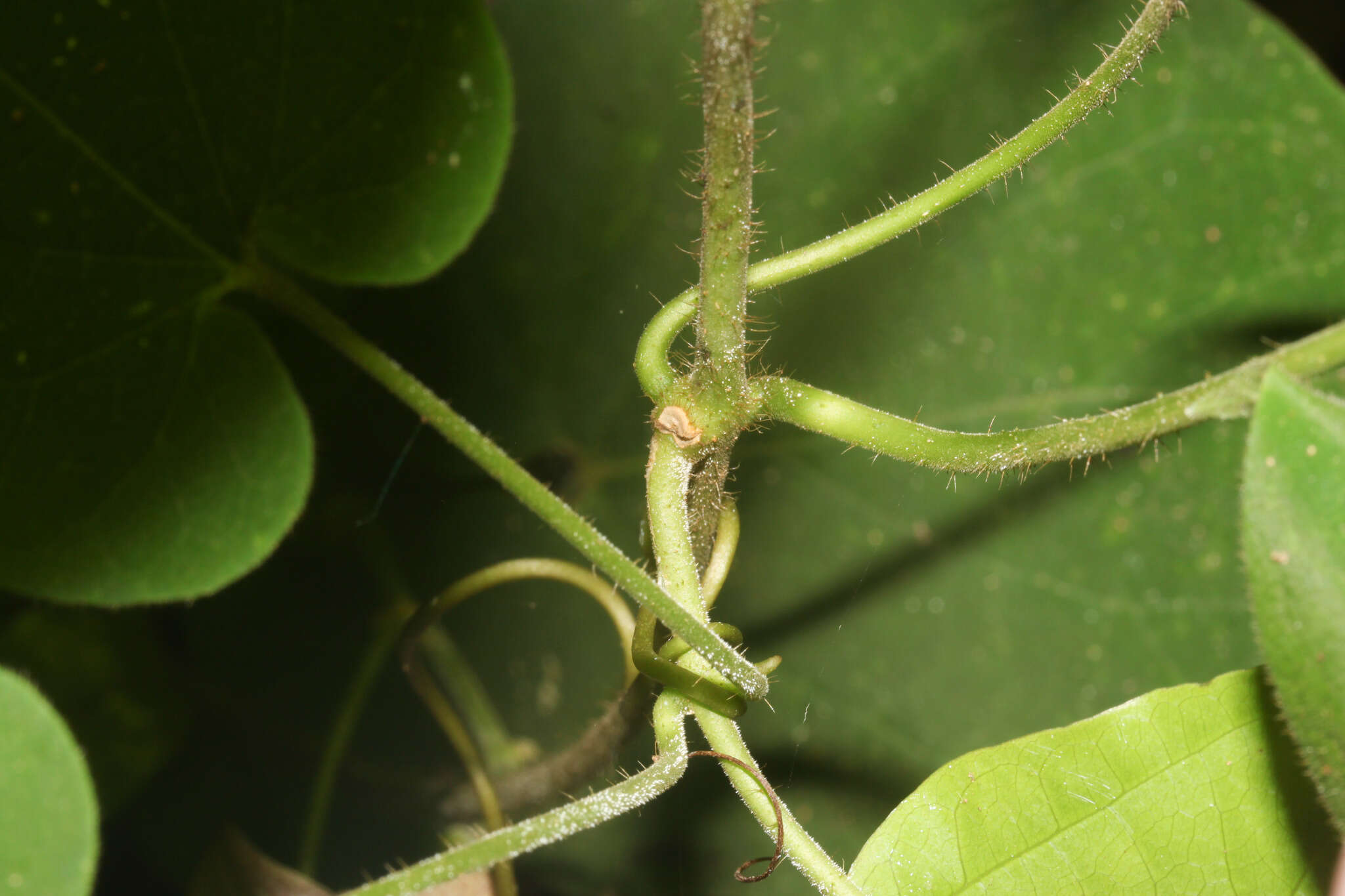 Image of arborescente rattan