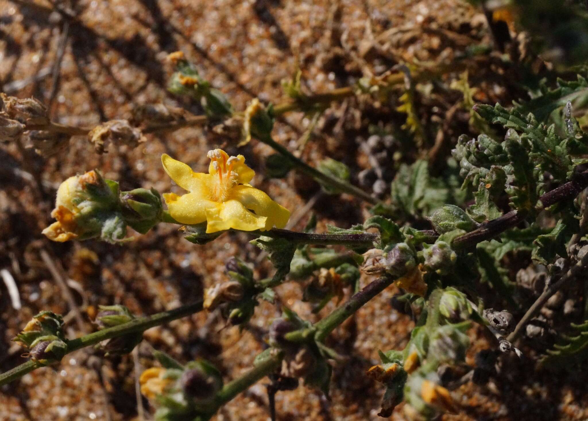 Image of Verbascum pinnatifidum Vahl