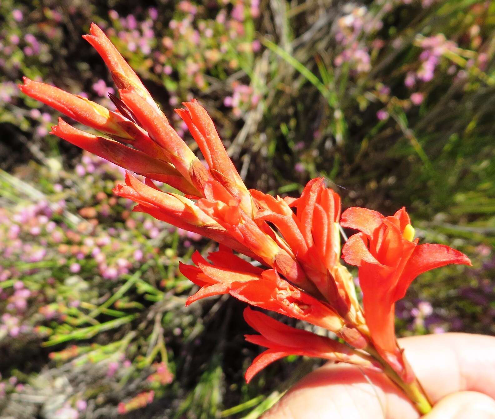 Image of Tritoniopsis triticea (Burm. fil.) Goldblatt