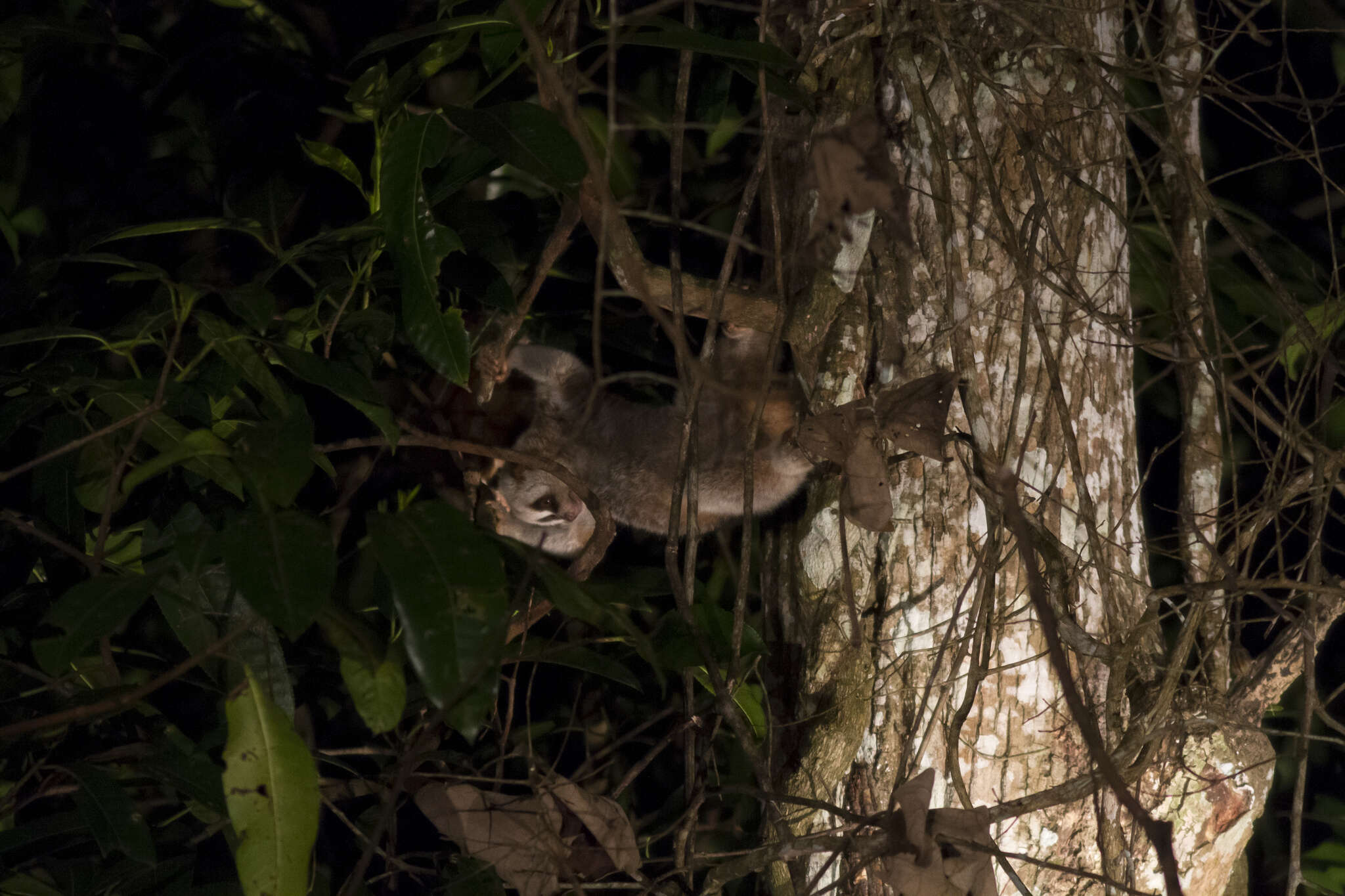 Image of Ashy Slow Loris