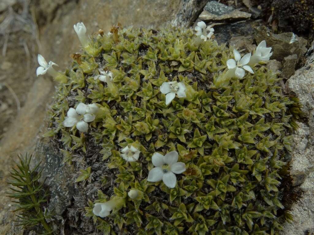 Image of Veronica ciliolata subsp. fiordensis (Ashwin) Meudt