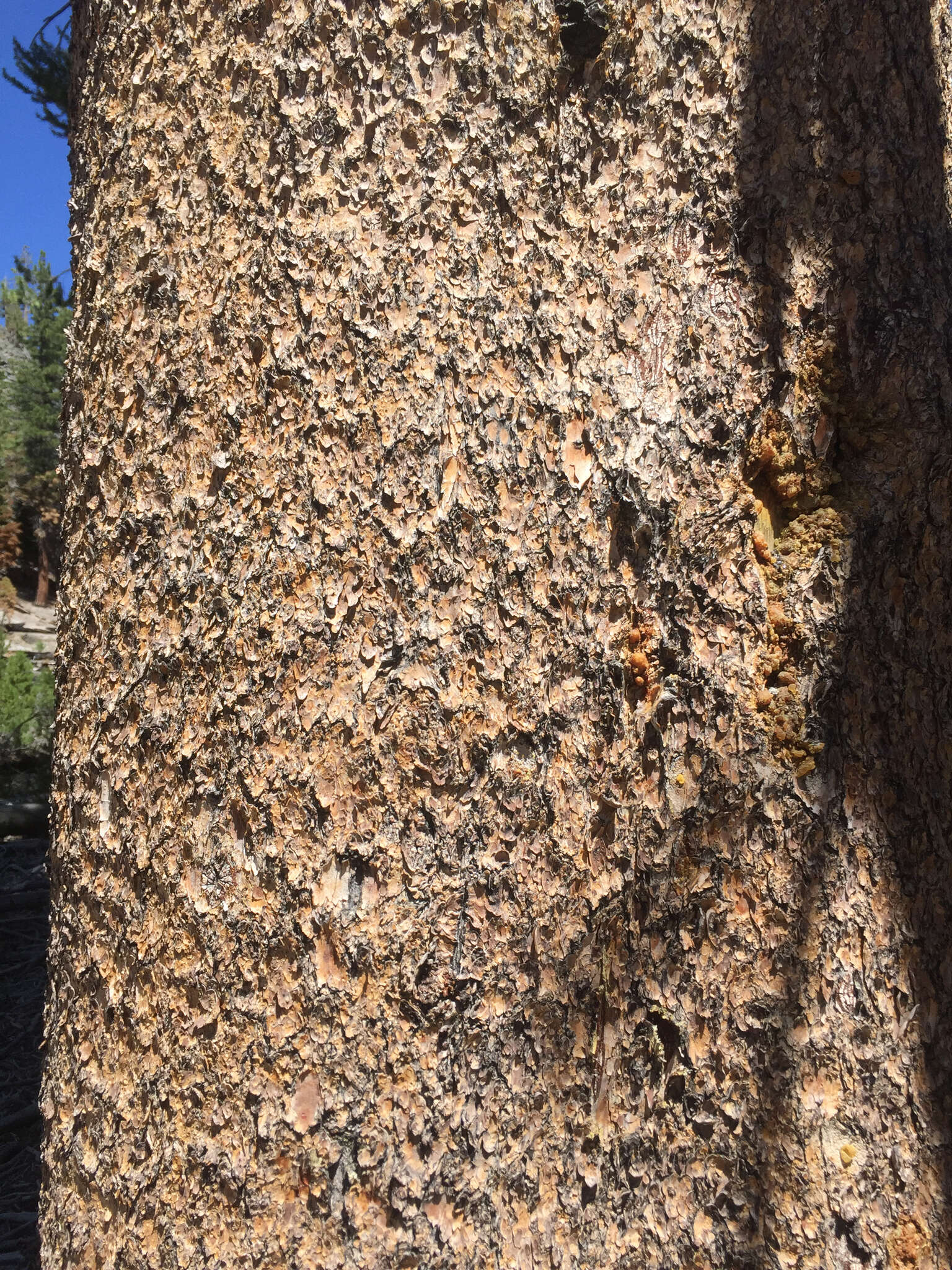 Imagem de Pinus contorta var. murrayana (Balf.) Engelm.