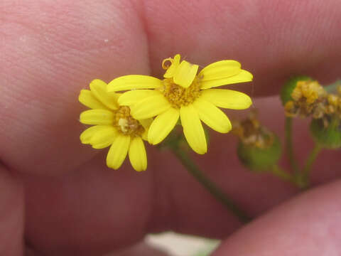 Image of Great Plains Groundsel