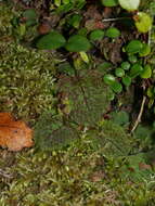 Image de Corybas oblongus (Hook. fil.) Rchb. fil.