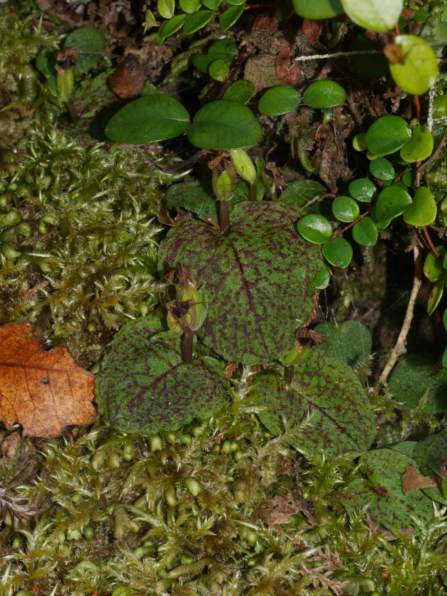 Image de Corybas oblongus (Hook. fil.) Rchb. fil.