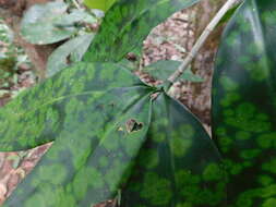 Image of gold dust dracaena