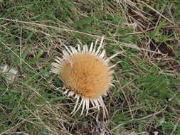 Plancia ëd Carlina acaulis subsp. acaulis