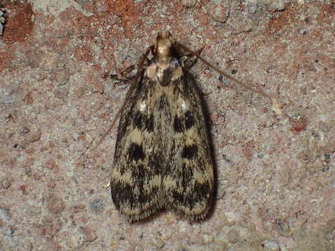 Image of Martyringa latipennis Walsingham 1882