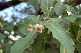 صورة Quercus peduncularis Née