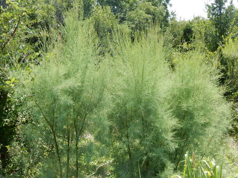 Image of saltcedar