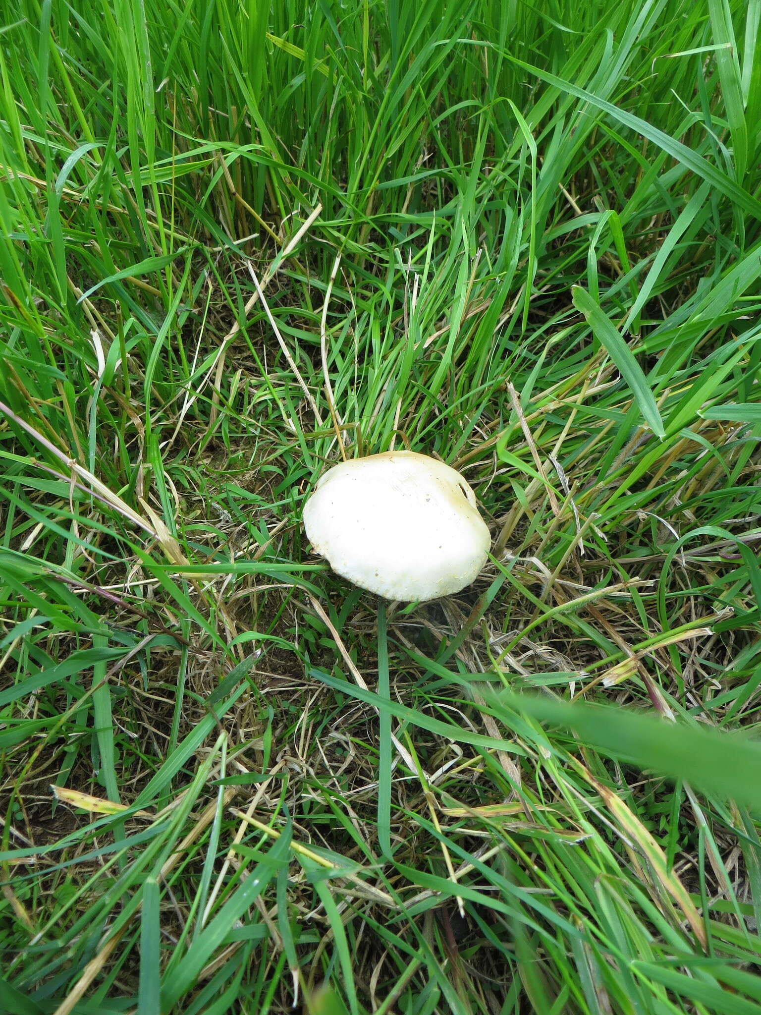 Image of Agrocybe molesta (Lasch) Singer 1978