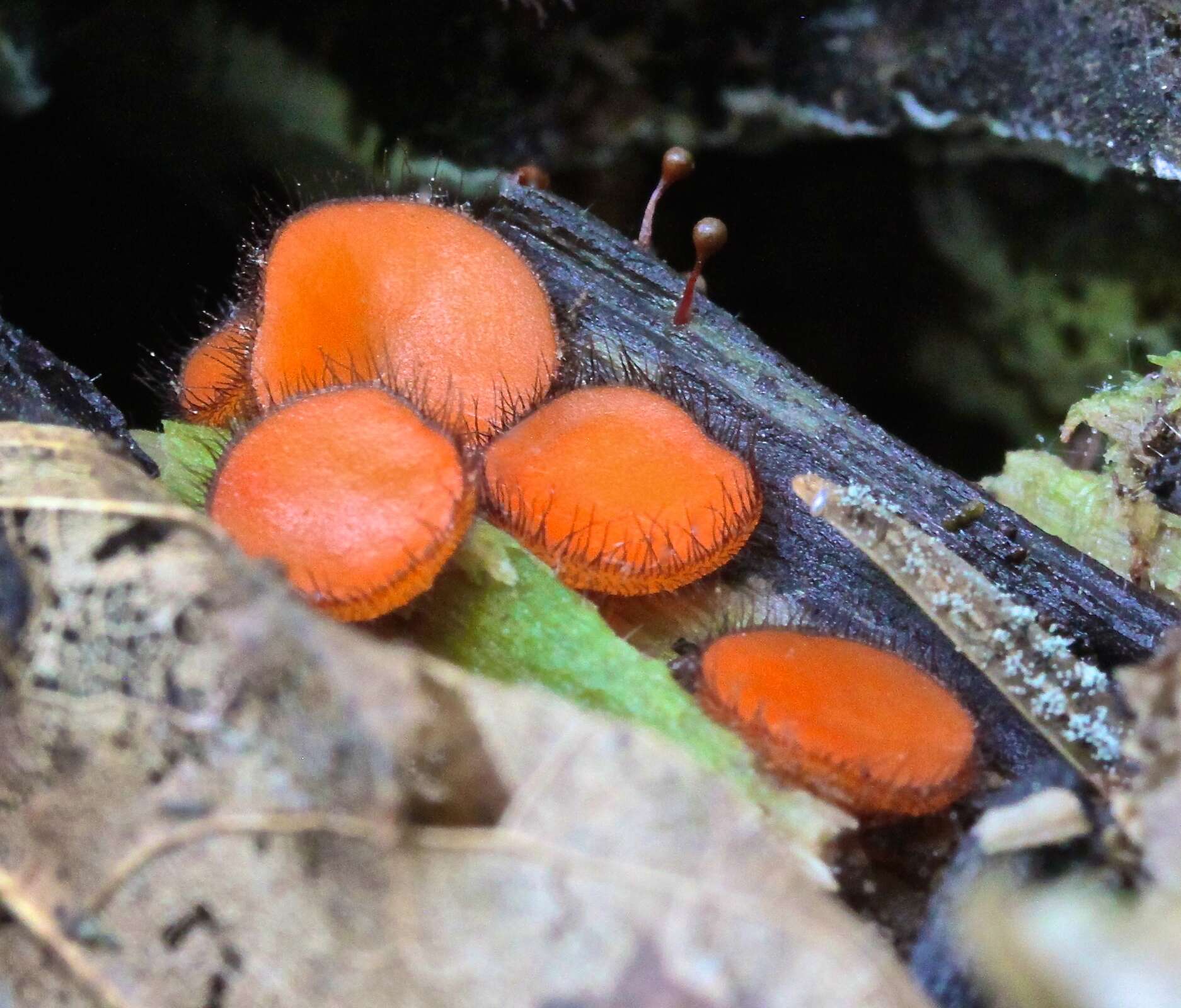 Image of Scutellinia scutellata (L.) Lambotte 1887