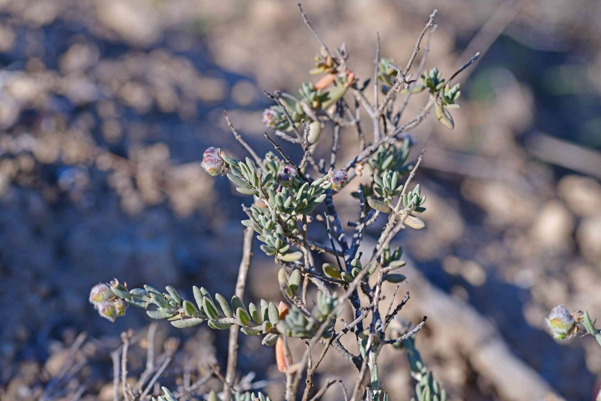 Helianthemum caput-felis Boiss. resmi