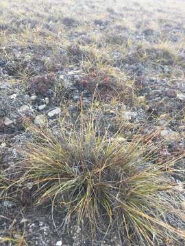 Image of Northern Bog Sedge