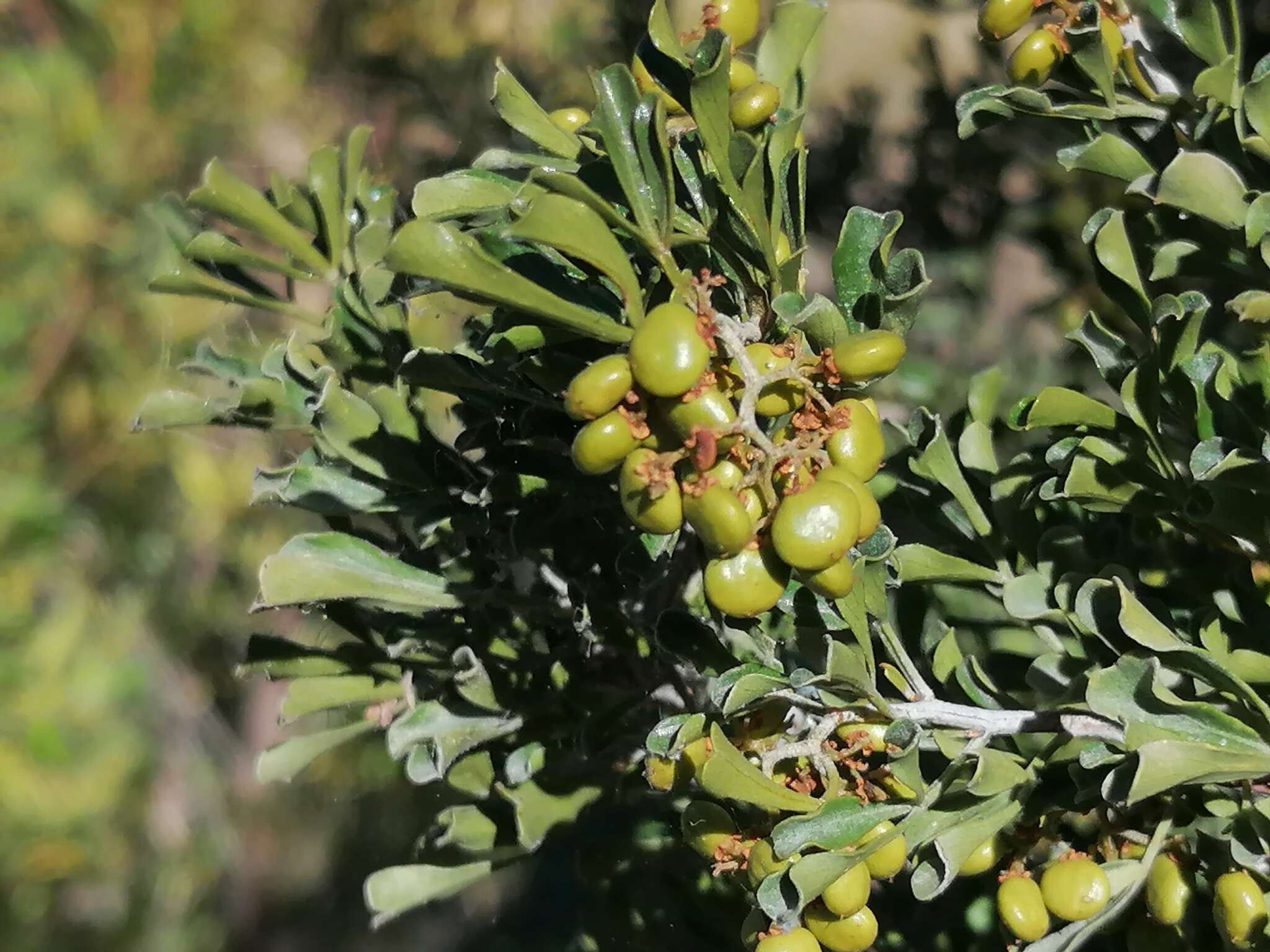 Image de Searsia burchellii (Sond. ex Engl.) Moffett