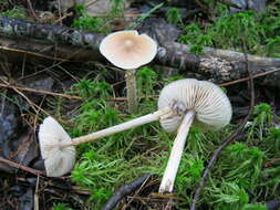 Image of Entoloma strictius (Peck) Sacc. 1887