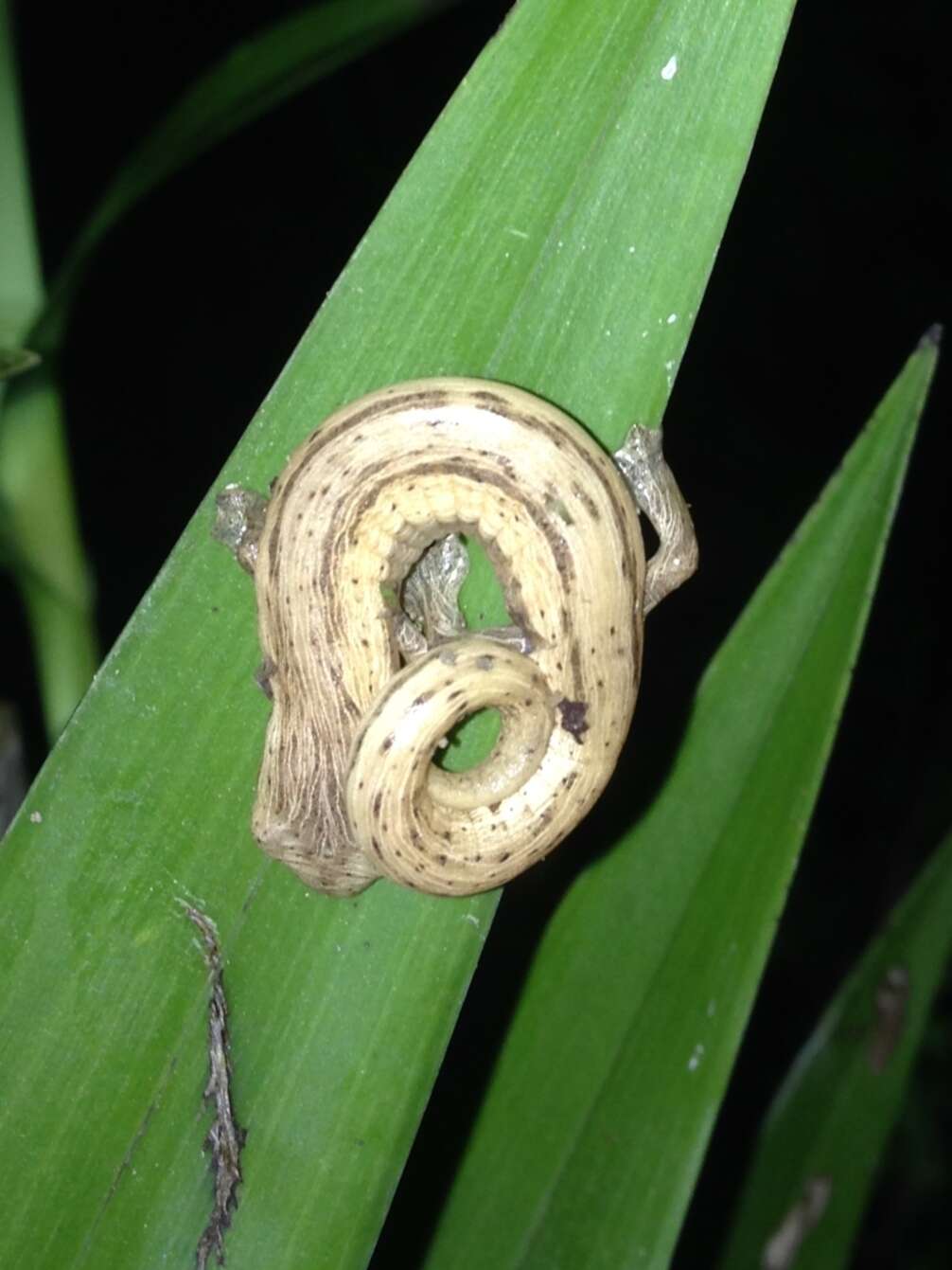 Imagem de Bolitoglossa striatula (Noble 1918)