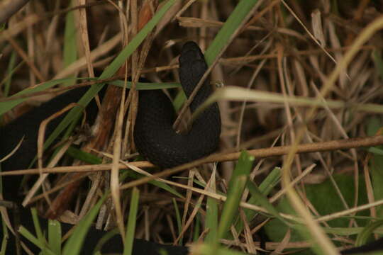 Image of Little Brown Snake