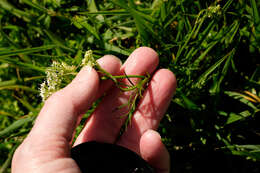 Image of Conopodium